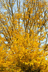 changing the color of maple in the autumn season