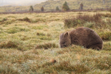 Fototapeta premium Cute, lone Australian native wombat eating grass in a national park grounds on a rainy wintery day in central Tasmania.
