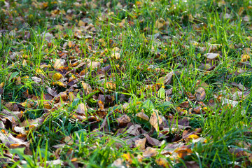 green fresh corn in the field for agricultural food