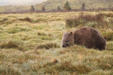 Fototapeta premium Cute, lone Australian native wombat eating grass in a national park grounds on a rainy wintery day in central Tasmania.