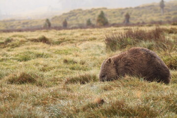 Cute, lone Australian native wombat eating grass in a national park grounds on a rainy wintery day in central Tasmania.