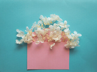 Pink envelope with white flowers hydrangea inside on a blue background.