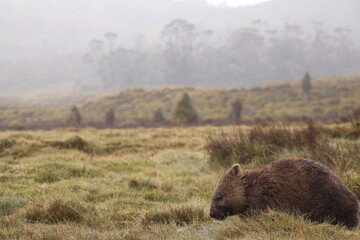Cute, lone Australian native wombat eating grass in a national park grounds on a rainy wintery day in central Tasmania.