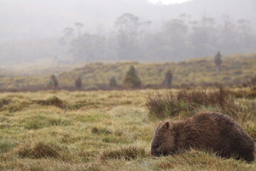 Cute, lone Australian native wombat eating grass in a national park grounds on a rainy wintery day in central Tasmania.