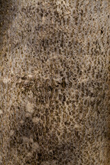 the structure of the tree bark