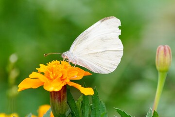 花と蝶のクローズアップ写真