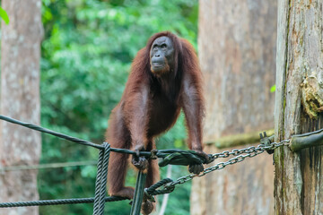 orangutans or pongo pygmaeus is the only asian great found on the island of Borneo and Sumatra © Yusnizam Yusof