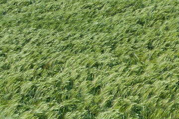 rye field with green unripe rye spikelets
