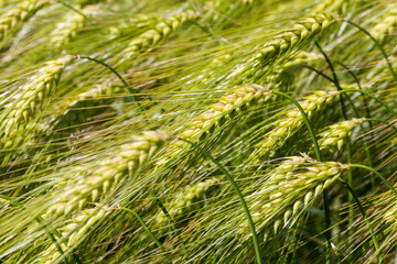 rye field with green unripe rye spikelets