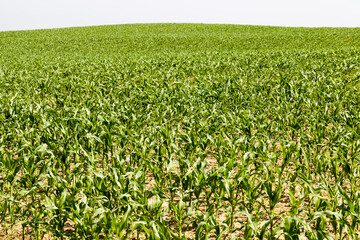 yield of maize corn and food