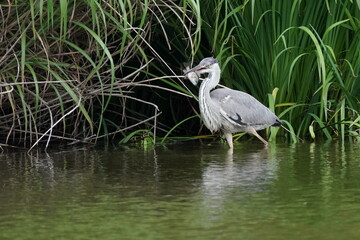 gray heron in the pond