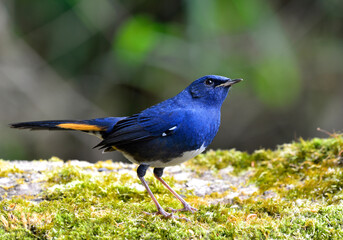  Male of white-bellied redstart (Luscinia phaenicuroides) fascianted blue bird migrates to Thailand in every winters, exotic nature
