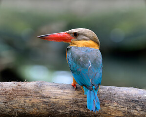 Stork-billed Kingfisher, beautiful blue bird with red bills and brown body perching on the log showing its fine back feathers, amazing nature