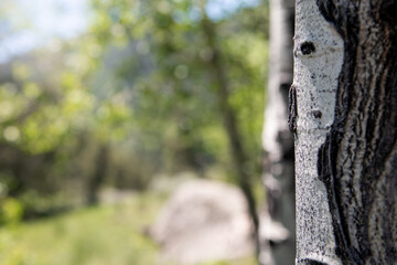 Obraz premium Aspen Tree Close Up