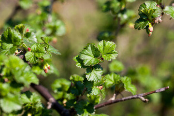 green plants growing in the garden