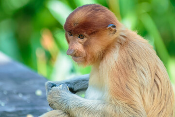 The proboscis monkey (Nasalis larvatus) or long-nosed monkey is a reddish-brown arboreal Old World monkey with an unusually large nose. It is endemic to the southeast Asian island of Borneo.