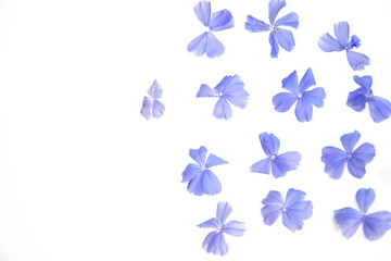 Obraz na płótnie Canvas Petal of blue flowers on white background