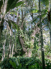 Tropical rain forest Townsville Australia 