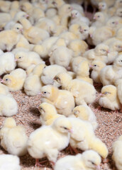 genetically enhanced white chicken chicks