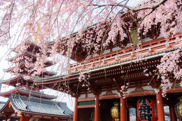 Fleecedeken met foto Kersenbloesem 浅草　枝垂桜  © fannrei