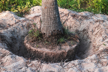 Obraz premium Techniques for enclosing the roots of trees to move new plantings : concept of environmental protection.