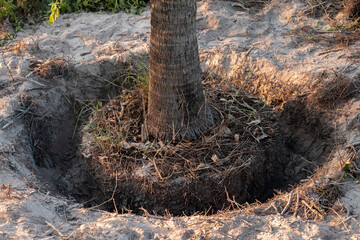 Techniques for enclosing the roots of trees to move new plantings : concept of environmental protection.