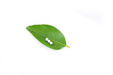 Lemon leaf isolated on white background, fresh green leaf.with insect eggs.