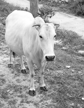 black and white photo of a pregnant cow spotted on the streets of a village during the evening 