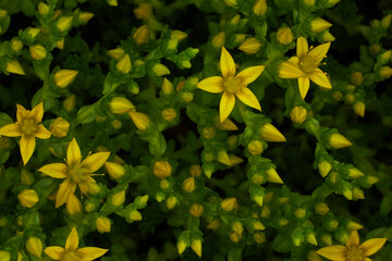Flower plant saxifrage during flowering. Beautiful yellow flower