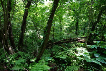 a refreshing spring forest in the sunlight