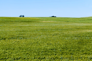 rye field with green unripe rye spikelets