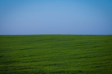an agricultural field with a sprouting crop stretches to the horizon