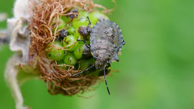 Forest Shieldbug or Red-legged Shieldbug Nymph, Pentatoma rufipes on blackberry