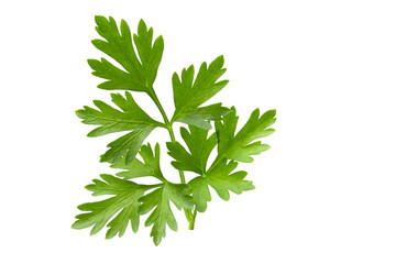 Parsley branch in full focus isolated on white background. Fresh plant for seasoning and decorating dishes in the kitchen.