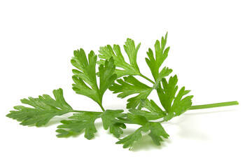 Fragrant greens for decorating dishes, parsley leaf isolated on white background.