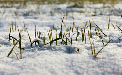 grass and snow in winter