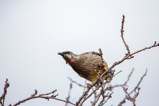 Australian Red wattlebird perched on an almond tree in blossom, on a cloudy day in Adelaide, South Australia