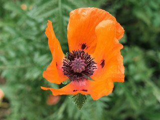 blooming red poppy flower on a green grass background. gardening and backyard flowers concept