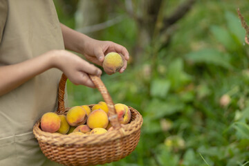 Close up girl picking peaches from a tree