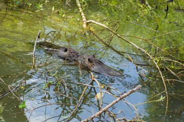 Pair of young coypu swimming in lake water, Transnistria, Moldova, close up. Two nutria in the...