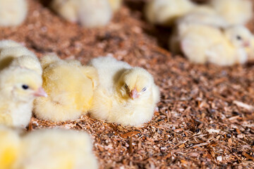 chicken chicks at a poultry farm, close up