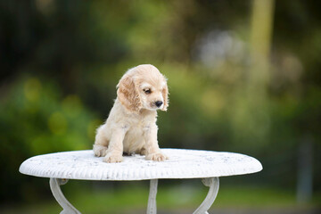 Cute American cocker spaniel puppy in the outdoor garden table.Happy young pup.Purebred pet on...