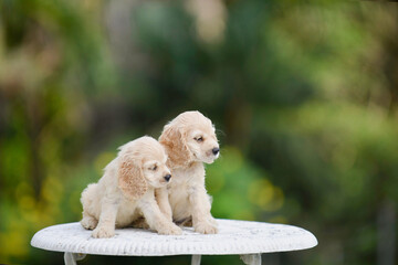 Two cute American cocker spaniel puppies in the outdoor garden.Happy young pups.Adorable purebred pet siblings on garden table during summer.Portrait of little dogs.