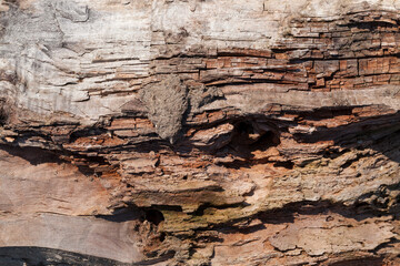 wood surface with its structure