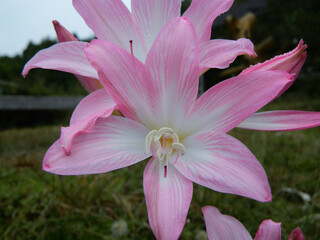 Pink lily flower