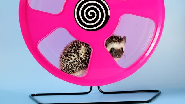 African pygmy hedgehog.Running wheel for hedgehogs.Pink running wheel on blue background. The hedgehog walks in the running wheel.sports hedgehog. Accessories and toys for hedgehogs