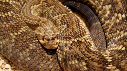 serpiente