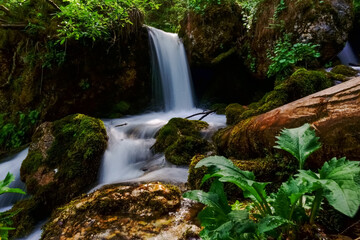 plants and moss on a little waterfall from a brook