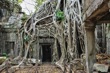 Trees grow on the ruins of the ancient Ta Prohm temple. Thick roots tightly braid the dilapidated...