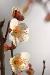 Plum blossom, 春を告げる紅白の梅